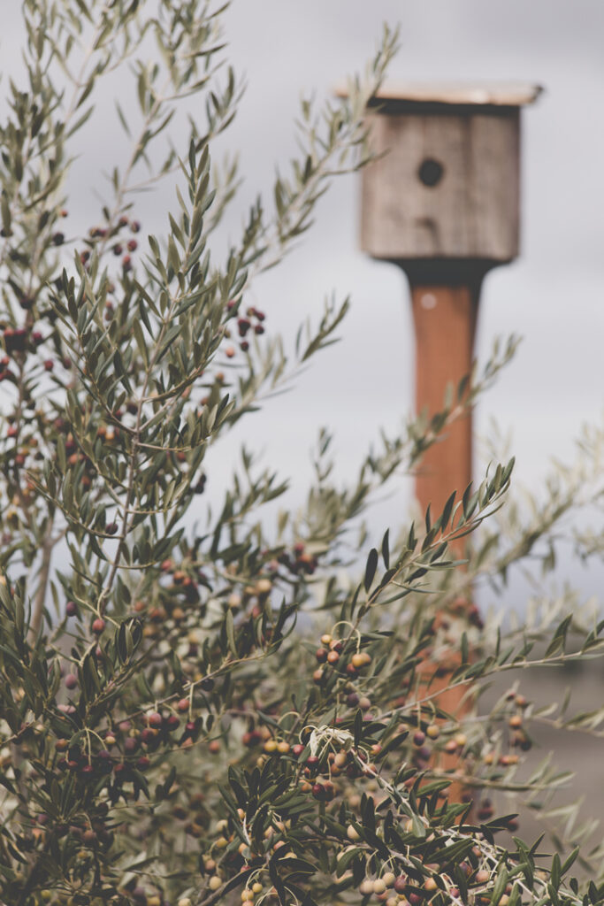 Photo of Olive Trees
