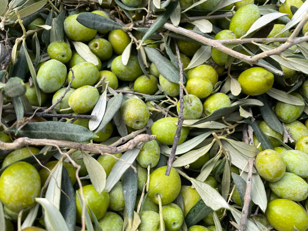 Photo of Olives